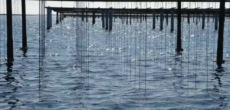 Huîtres et moules vont à nouveau pouvoir être récoltées et commercialisées.