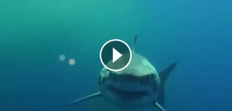 Voici le Top 5 des nouvelles vidéos commentées pour Médiaterranée par l’expert Nicolas Ziani, membre du Groupe de Recherche sur les requins en Méditerranée ! (Capture d'écran)