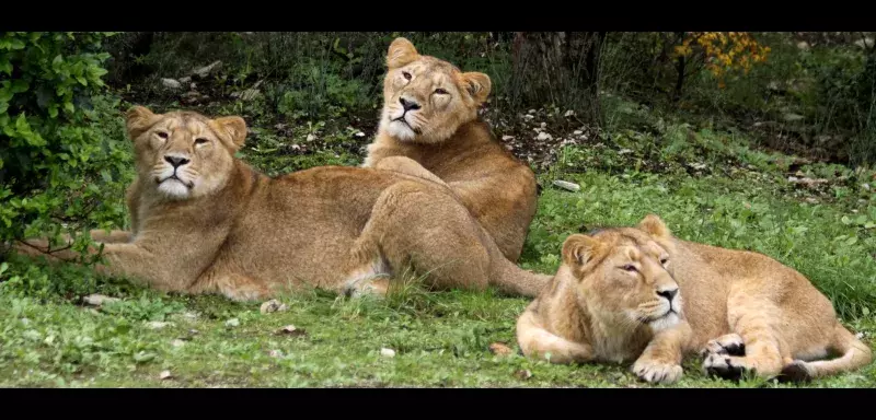 Selon l'UICN, il ne reste plus que 300 lions d'Asie en vie dans leur environnement naturel. (DR)