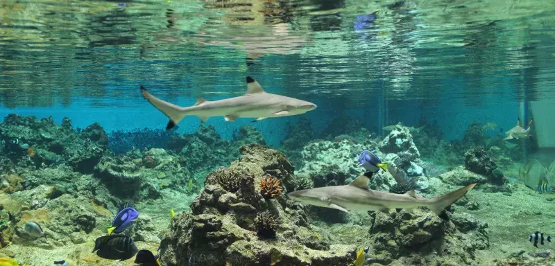Le saviez-vous ? Certains requins grandissent dans des œufs (de Pâques) avant de se montrer au monde ! (©  Gilles Diraimondo)