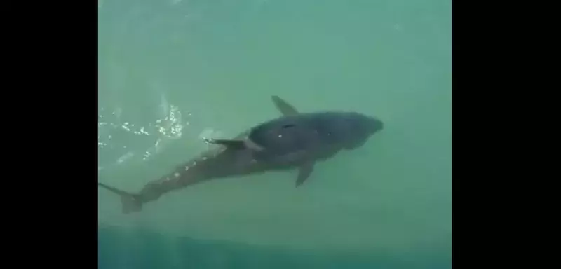 Allègrement nourri par les visiteurs réguliers et les touristes de passage tout autant réjouis par son beau spectacle, ce thon a élu demeure dans ce port où en avril dernier, croyant emballer un poisson qui lui avait été donné, il avait au passage avalé une mouette recrachée toutes plumes dehors qu’il avait quelques secondes plus tard !