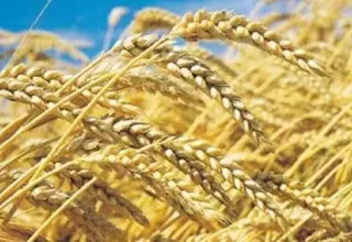 Aujourd’hui, pour les services agricoles du pays, l’enjeu est de réussir à créer un climat attractif pour les agriculteurs afin d’encourager les investissements pour la production de céréales