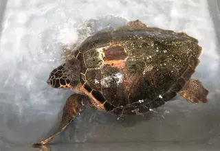 Louise, le retour ! (© CESTMed)