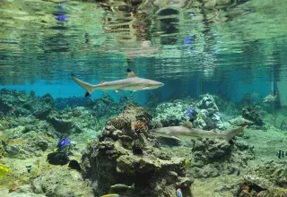 Le saviez-vous ? Certains requins grandissent dans des œufs (de Pâques) avant de se montrer au monde ! (©  Gilles Diraimondo)